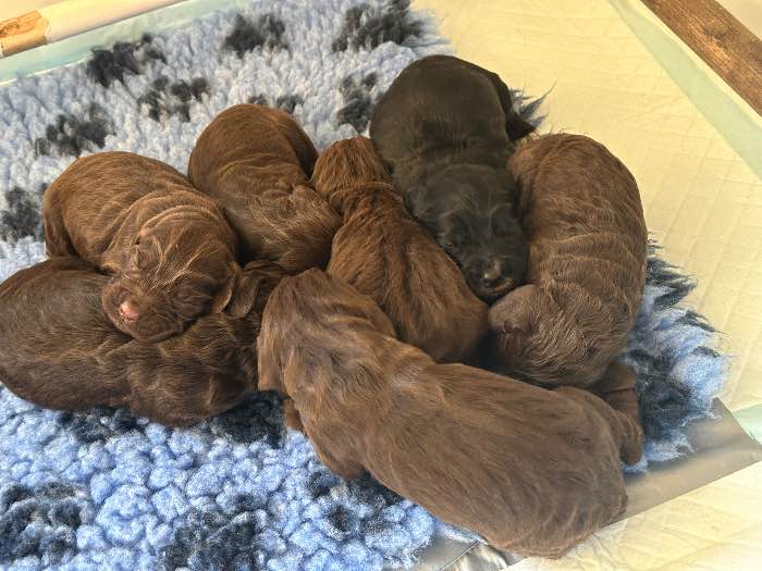 Working cocker spaniels 3girls 4 boys