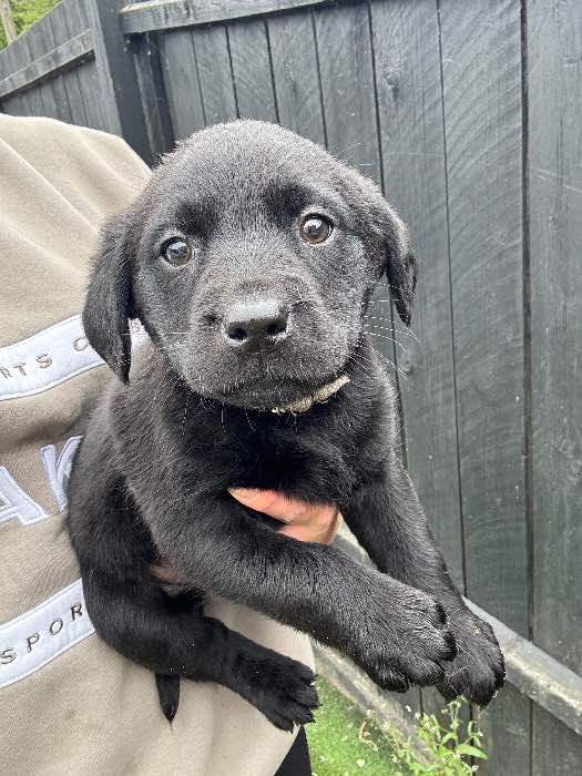 2x Female Labrador pups