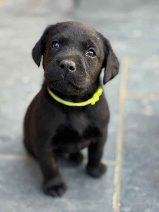 Black lab puppies looking for a home