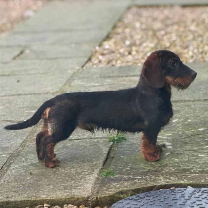 Champion bloodline Teckel stud