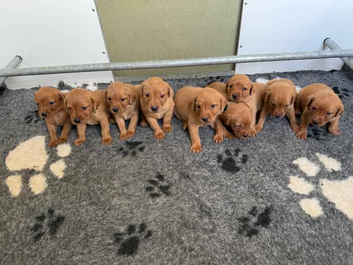 KC Registered Fox Red Labrador Puppies