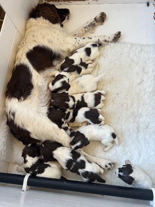 Stunning Liver and White Springer Pups