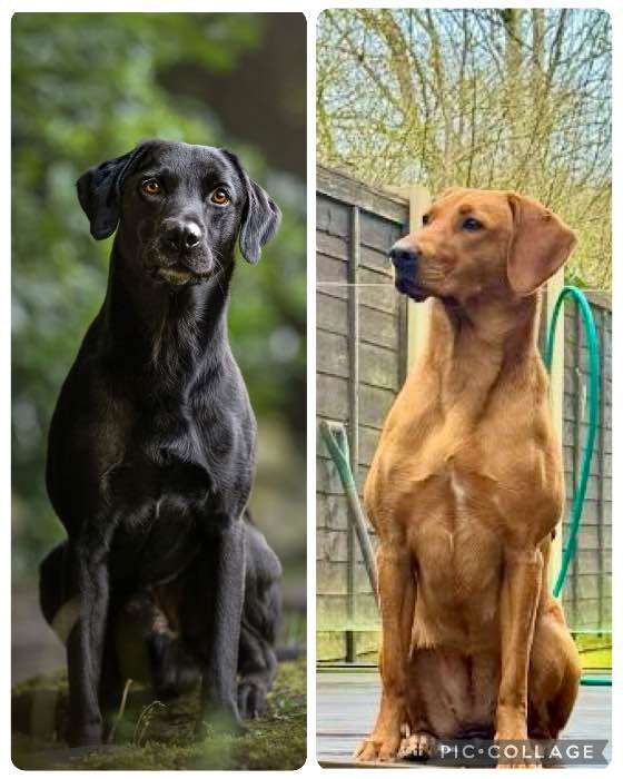 Working Labrador Retrievers due 8 June