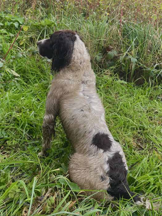 Traditional KC DNA health tested springer at stud