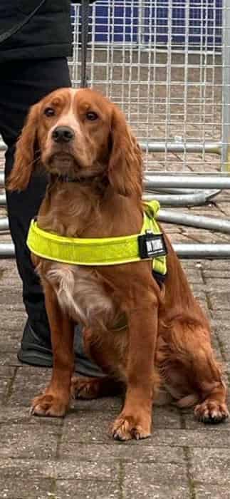 Proven and health tested working cocker stud