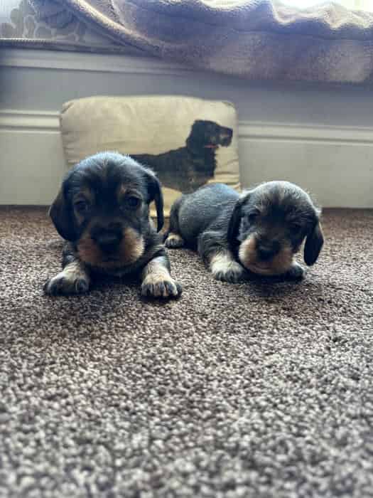 Kc Wirehaired dachshund