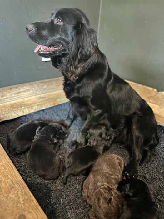 Brockwell Gundogs