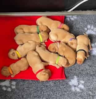 Beautiful dark yellow / fox red Labrador puppies.