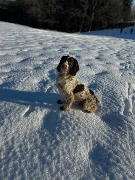 Champion sired springer spaniel dog