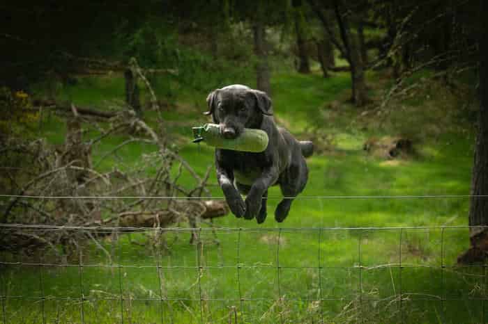 labrador kc reg pups