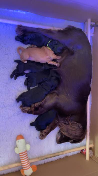 Working cocker spaniel puppies
