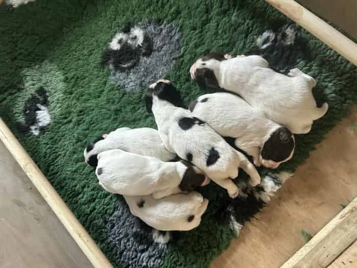 Cracking Springer Pups