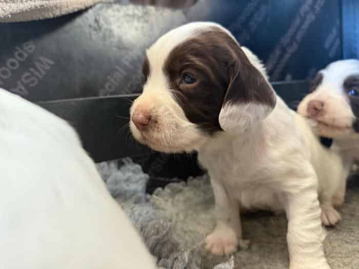8 Springer Spaniel Puppies - Sired by ROSEBAY BLUE