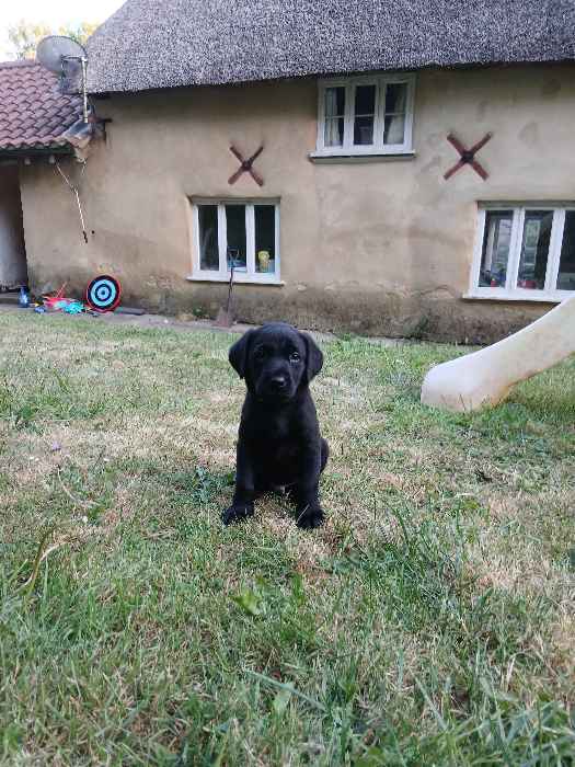 Kc Reg health tested black lab boys