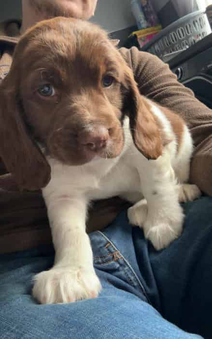 Springer spaniel bitch pup