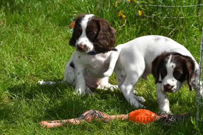 KC Reg Working Cocker Spaniels Health Tested.