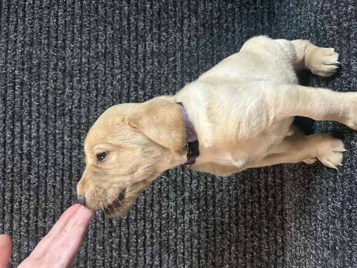KC Registered Labradors
