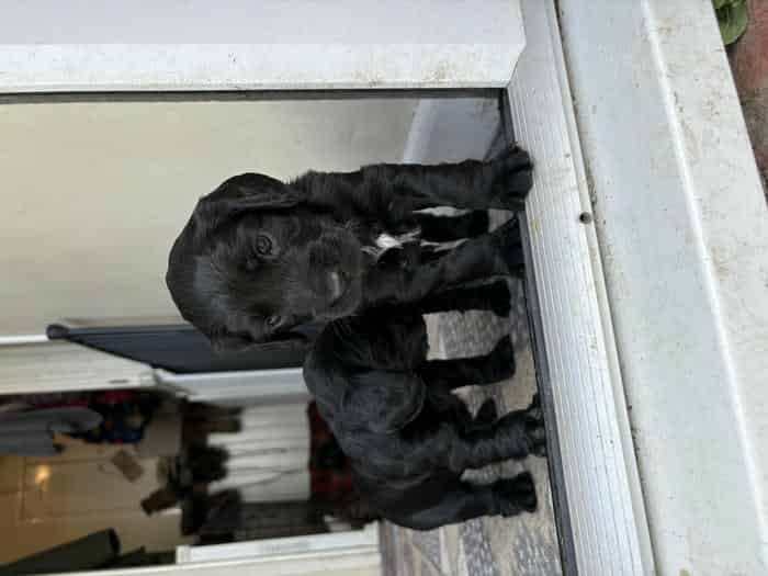 KC Reg Cocker Puppies