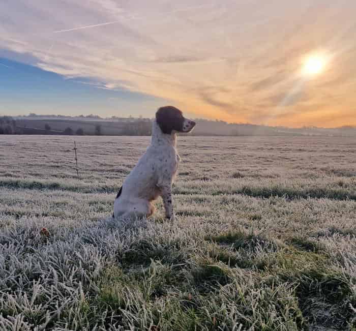 Springer Spaniel Puppies