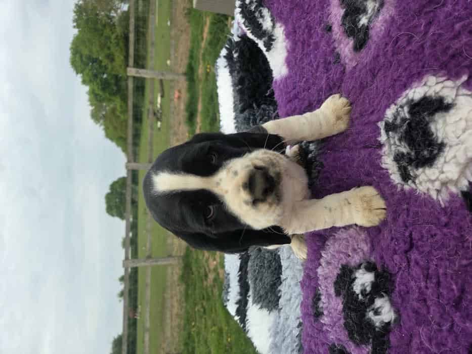 Clumber spaniel x beagle dog puppy