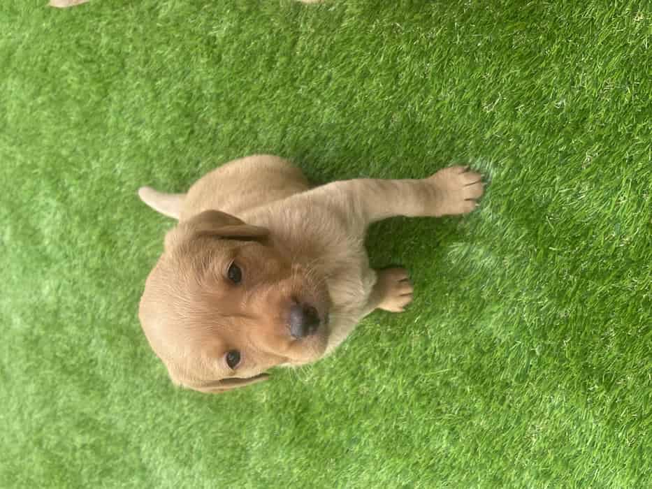 Fox red Labrador puppies