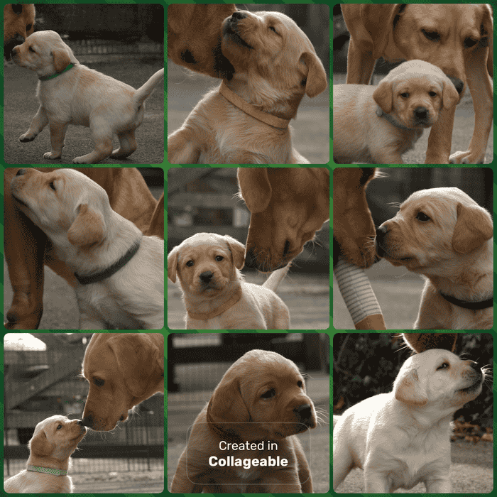 KC litter of Gundog puppies for Sale