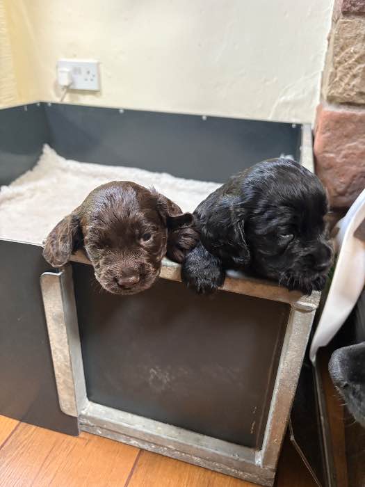 2 big healthy working cocker dog pups for sale