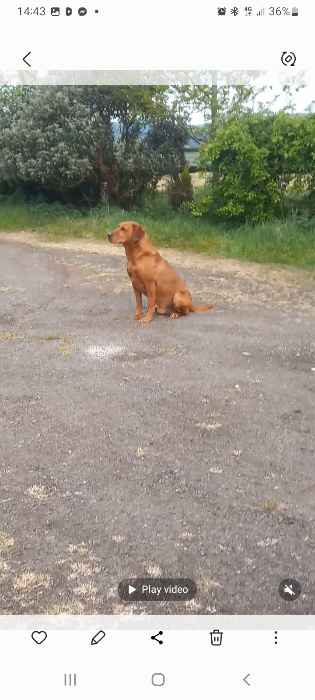 Trained fox red dog