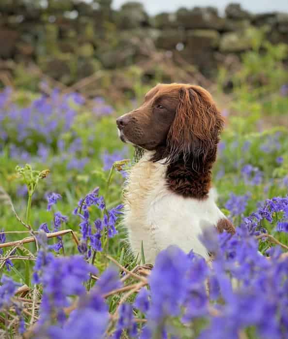 Wildnook - Working English Springer Spaniel Puppies