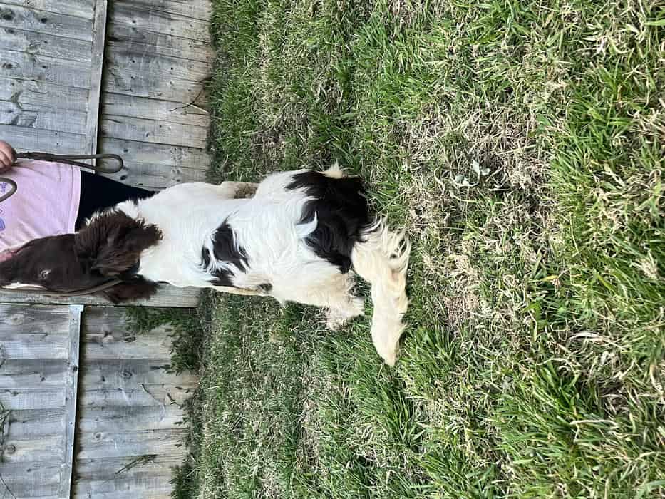 Springer spaniel