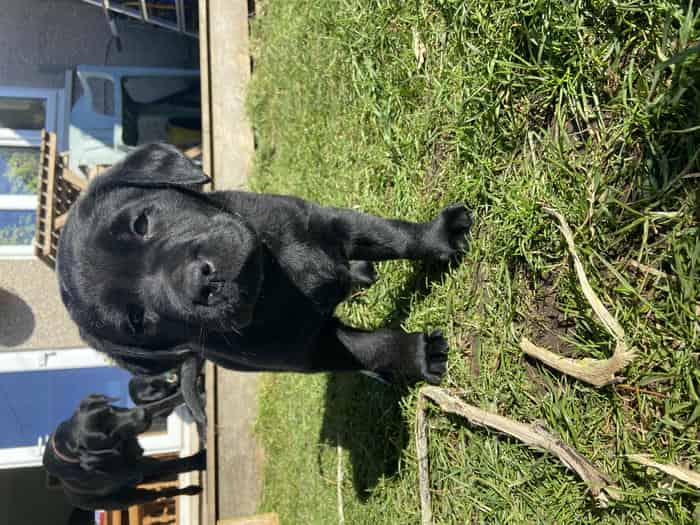 Black Labrador dog