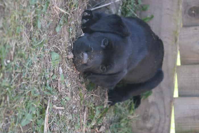 Last girl black