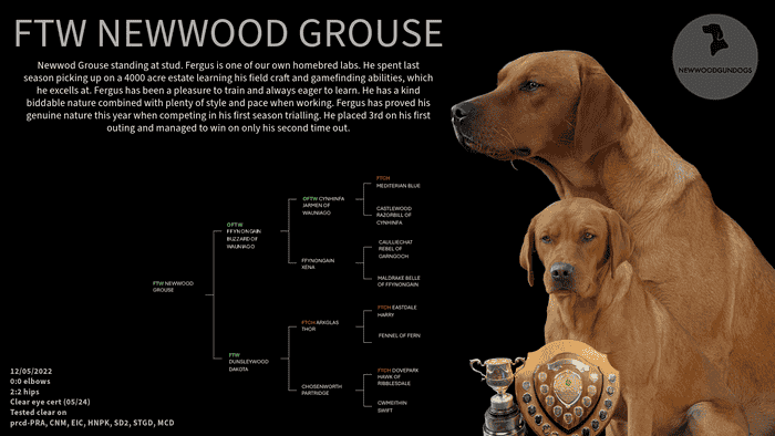 FTW Newwood Grouse standing at stud