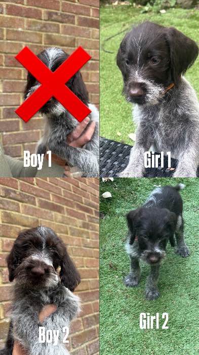Brilliant GWP Puppies