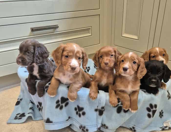 Beautiful KC Registered Puppies