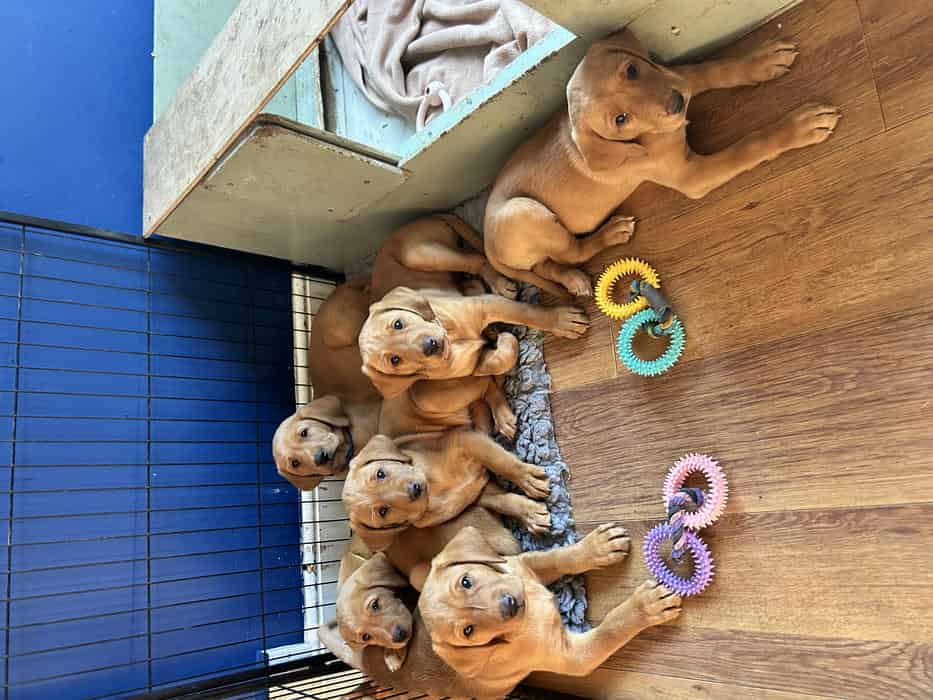 Fox Red Labrador Puppies