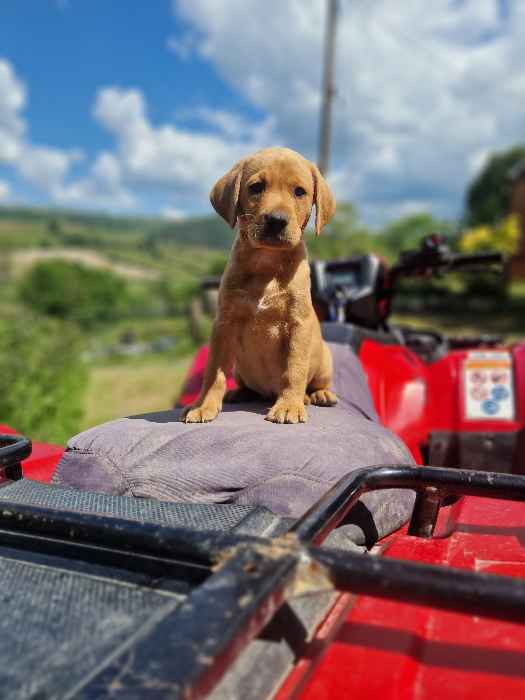 Champion lineage working kc health tested labrador puppys