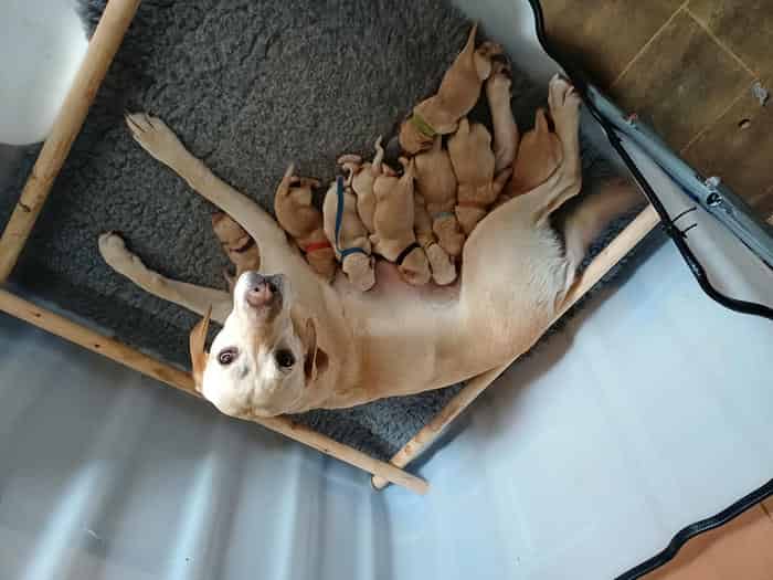 KC Registered Labrador Puppies – Drakeshead & Silversnipe Lines – Ready 20th June