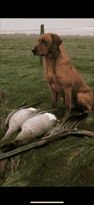 A* Quality KC registered Labrador puppies from working parents