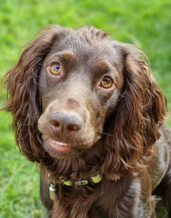 KCREG Pedigree Health Tested Quality Working Cocker Spaniel Puppies Litter expected June