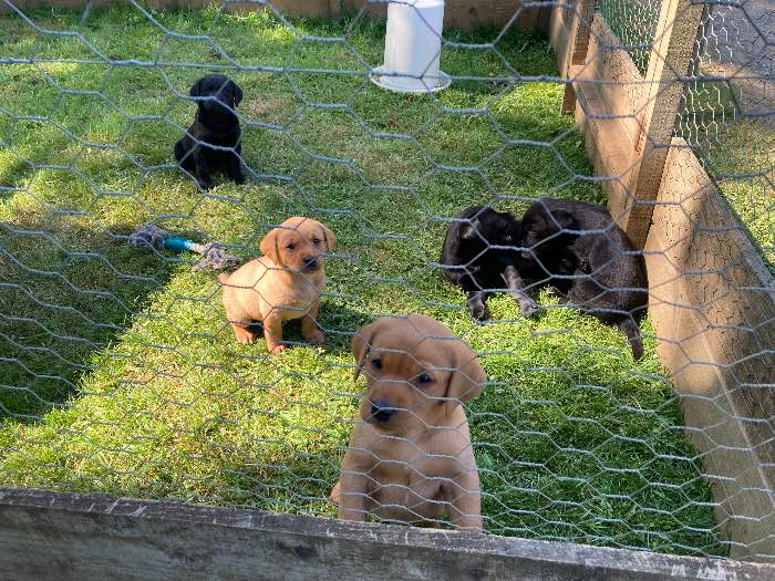 FTCH sired pups, fully health tested