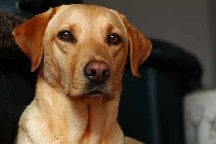 KC Registered Pedigree Labrador Pups