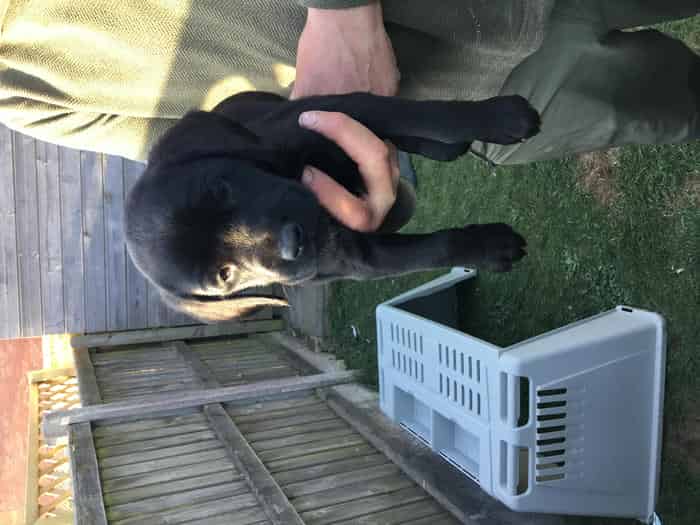 Black Labrador Puppies for Sale