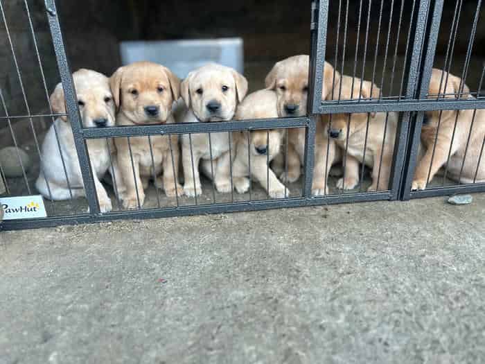 KC Reg Working Lab Puppies