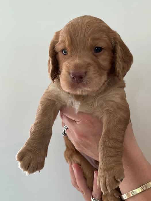 A Beautiful litter of homebred Working Cocker Spaniels