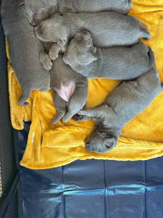 RARE Silver Lab Puppies for sale
