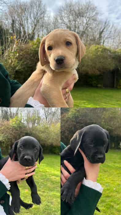 Working Labrador Puppies for Sale