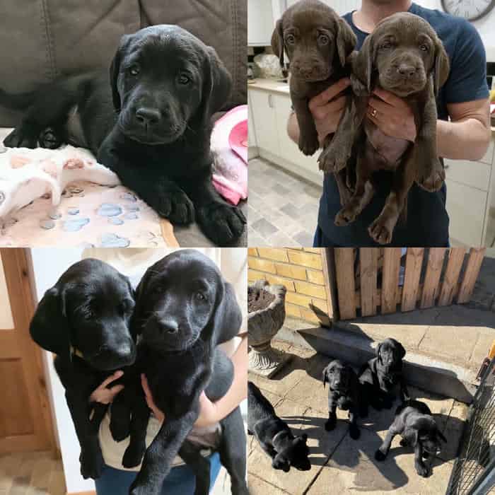 Fully Health Tested Proven Black Labrador Stud