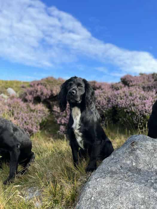 Kc reg cocker spaniels