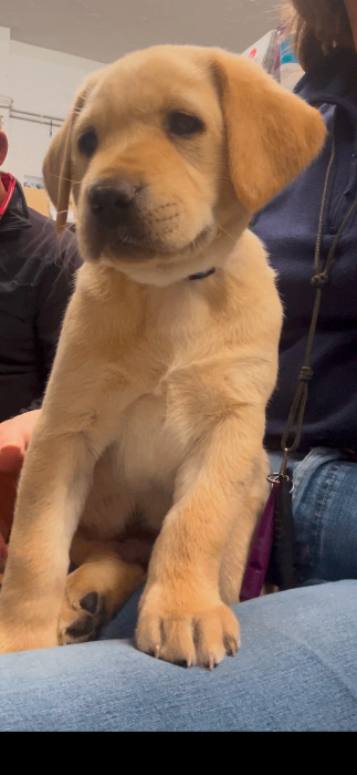 A quality litter of KC registered Labrador Retriever puppies